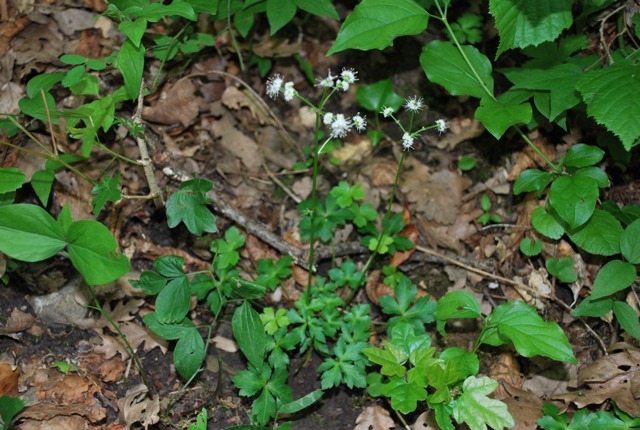 Sconosciuta: Sanicula europaea